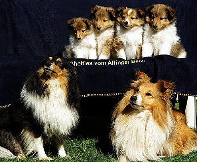 K2-Wurf vom Affinger Bach, Familienfoto