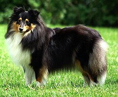 Ch. Xera vom Affinger Bach