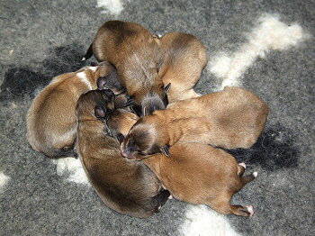 M2-Wurf vom Affinger Bach, 1 Woche alt