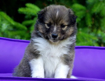 Marta vom Affinger Bach