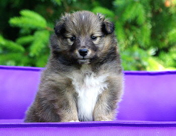 Milos vom Affinger Bach