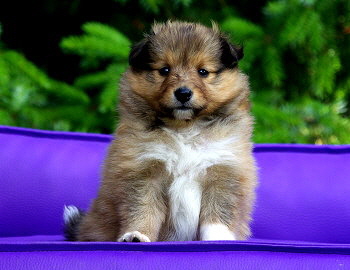 Mitch vom Affinger Bach