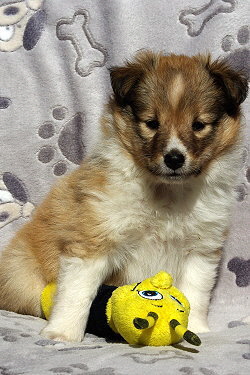 Penny vom Affinger Bach