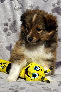 Pixie vom Affinger Bach