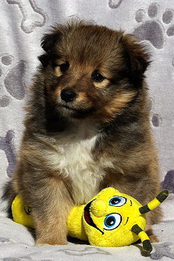 Perseus vom Affinger Bach 