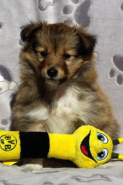 Panja vom Affinger Bach