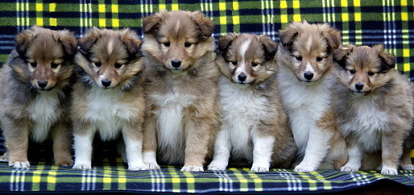 P2-Wurf 6,5 Wochen alt