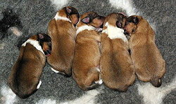 H2-Wurf vom Affinger Bach, 1 Woche alt