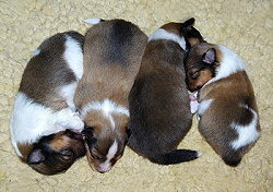 K2-Wurf vom Affinger Bach, 1 Woche alt