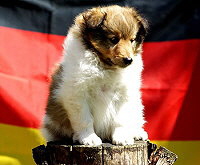 Kaspar Konfetti vom Affinger Bach, 6 Wochen alt