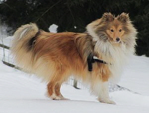 Deckrde Cooper vom Affinger Bach