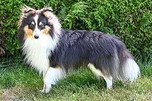 Zuchtrde Freddy Frechdachs vom Affinger Bach