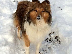 Zuchthndin Haidee vom Affinger Bach