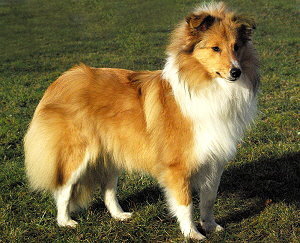 Zuchthndin Holly vom Affinger Bach 