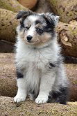 Thats True Magic Lionheart Lakota, 8 Wochen alt 