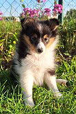 Aurora von der blauen Perle, 8 Wochen alt