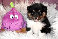 That�s True Magic Nicely Fairytale Princess Nalani, 6 Wochen alt