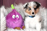 That�s True Magic Noble Fairytale Princess Arielle, 6 Wochen alt