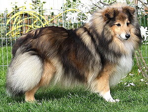 Zuchthndin Ch.Ismene vom Affinger Bach