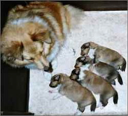 Stolze Mama Flocke mit ihrem Bubenquartett