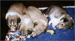 J-Wurf of Proud Selection