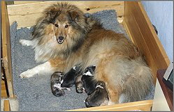 Mama Ismene und ihr Sextett