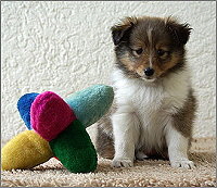 Uno vom Affinger Bach, 6 Wochen alt