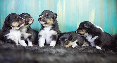 Gruppenfoto B-Wurf von der Krenkinger Mhle, 2 Wochen alt 