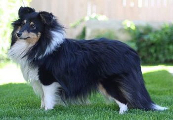 Black Baccara Fatransky sen