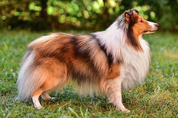 Jeremy Fatransky sen