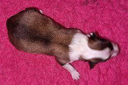 L-Wurf Candy von Shannon