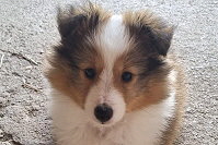 Litschi Candy von Shannon, 8 Wochen alt 