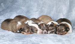 L3-Wurf vom Affinger Bach