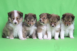 L3-Wurf vom Affinger Bach, 5 Wochen alt