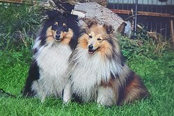 Die Eltern vom R3-Wurf vom Berghof Engelsbrand: Lable und Maya