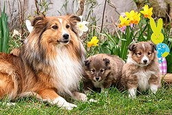 J-Wurf of Plush Power, 4 Wochen alt