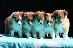 P3-Wurf vom Affinger Bach, 6 Wochen alt