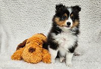 Filou black von den Maustadt-Briten, 8 Wochen alt