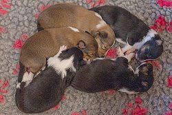 D-Wurf von den Frankenwald Stars