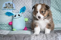 Little Lable of Plush Power, 4 Wochen alt