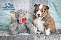 Lovely Lizzy of Plush Power, 4 Wochen alt