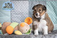 Luminous Lyra of Pliush Power, 4 Wochen alt