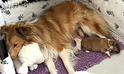 Sheltie4you I-Wurf