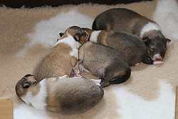 I3-Wurf vom Affinger Bach