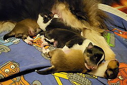 H-Wurf from Cherryblossom Dream