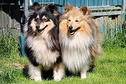 Die Eltern vom H-Wurf from Cherryblossom Dream: Yumiko und Lable