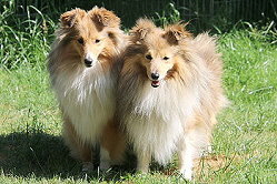 Die Eltern vom F3-Wurf vom Berghof Engelsbrand: Lotte und Lable