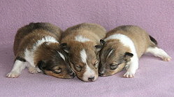 K3-Wurf vom Affinger Bach