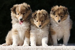 K3-Wurf vom Affinger Bach