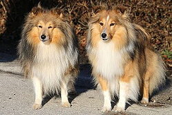 Die Eltern vom H-Wurf of Plush Power: Lable und Cata